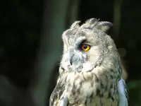 [Shiina] Noraneko Shoujo to no Kurashikata Ch. 4-16 [Chinese] [虎斑木菟漢化] [Digital]