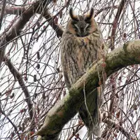 [Shiina] Noraneko Shoujo to no Kurashikata Ch. 4-16 [Chinese] [虎斑木菟漢化] [Digital]