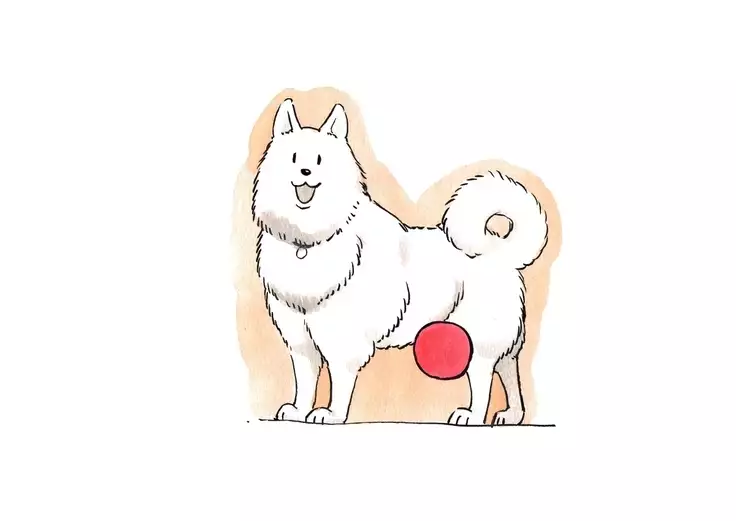 動物農莊 | Animal Farm