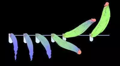 Futanari? What's that?