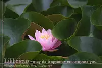 [Nangoku Banana] Heart-Pounding Excitement at Mononoke Girls' Academy Vol.2 Ch.9-15 [English]