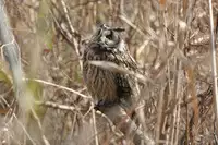 [Shiina] Noraneko Shoujo to no Kurashikata Ch. 4-12 [Chinese] [虎斑木菟漢化] [Digital]