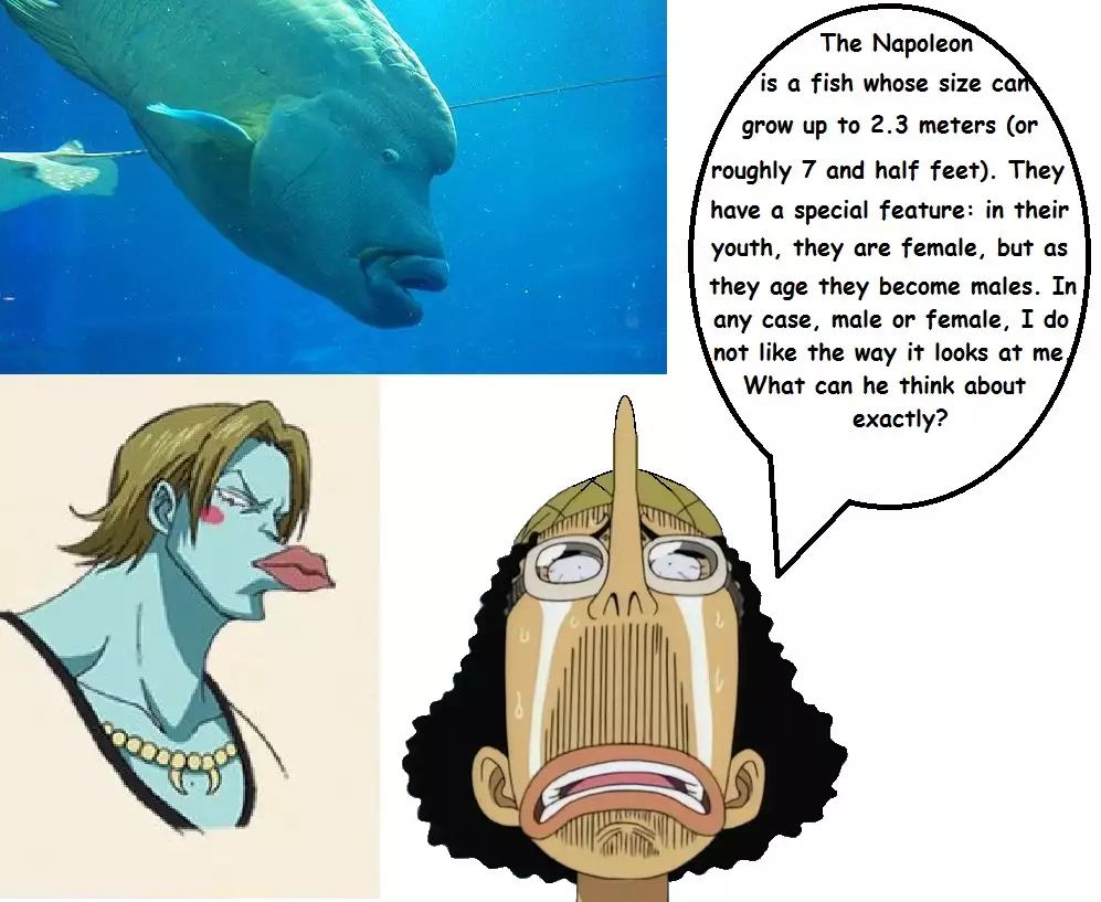 Expedition One Piece English